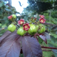 Jatropha gossypiifolia L.